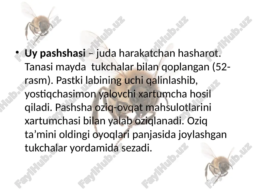 ikki qanotlilar turkumi. 7- sinf - Page 5