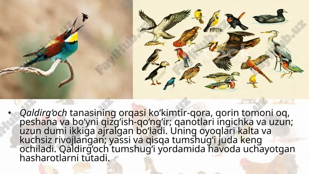 qushlarning xilma-xilligi voha va cho‘l qushlari. 7- sinf - Page 5