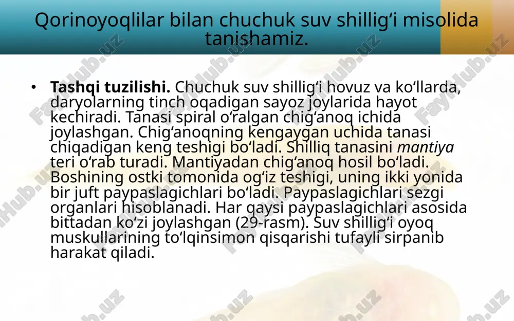 qorinoyoqli mollyuskalar sinfi. 7- sinf - Page 5