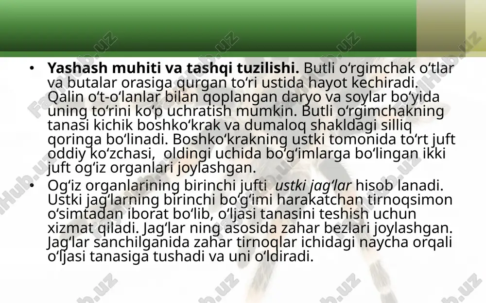 butli o‘rgimchakning tuzilishi va hayot kechirishi. 7- sinf - Page 5