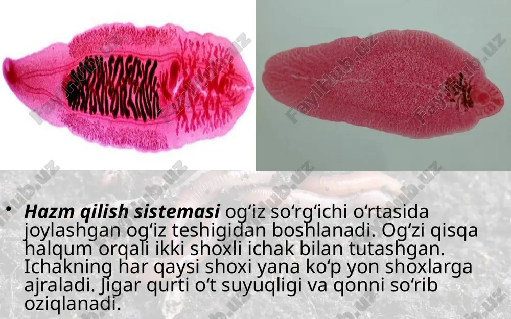 yassi chuvalchanglar tipi so‘rg‘ichlilar va tasmasimon chuvalchanglar sinflari. 7- sinf - Page 5