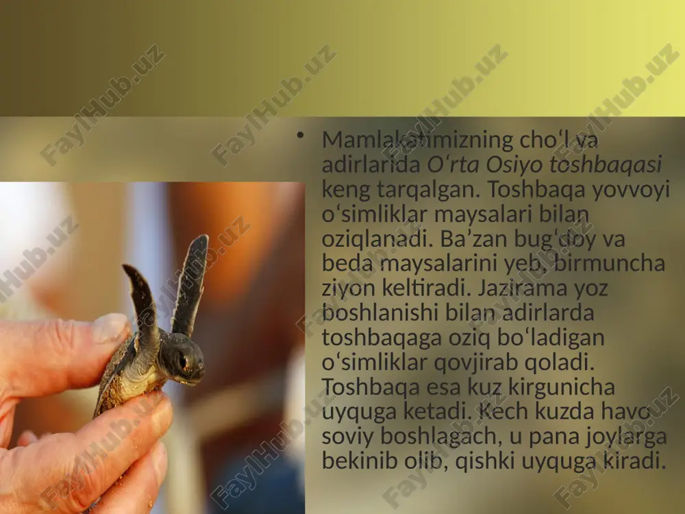 toshbaqalar va timsohlar turkumlari. 7- sinf - Page 5