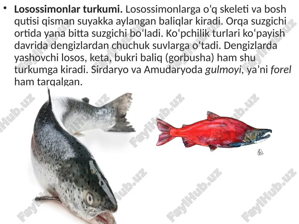 suyakli baliqlar sinfi asosiy sistematik guruhlari va ahamiyati. 7- sinf - Page 5