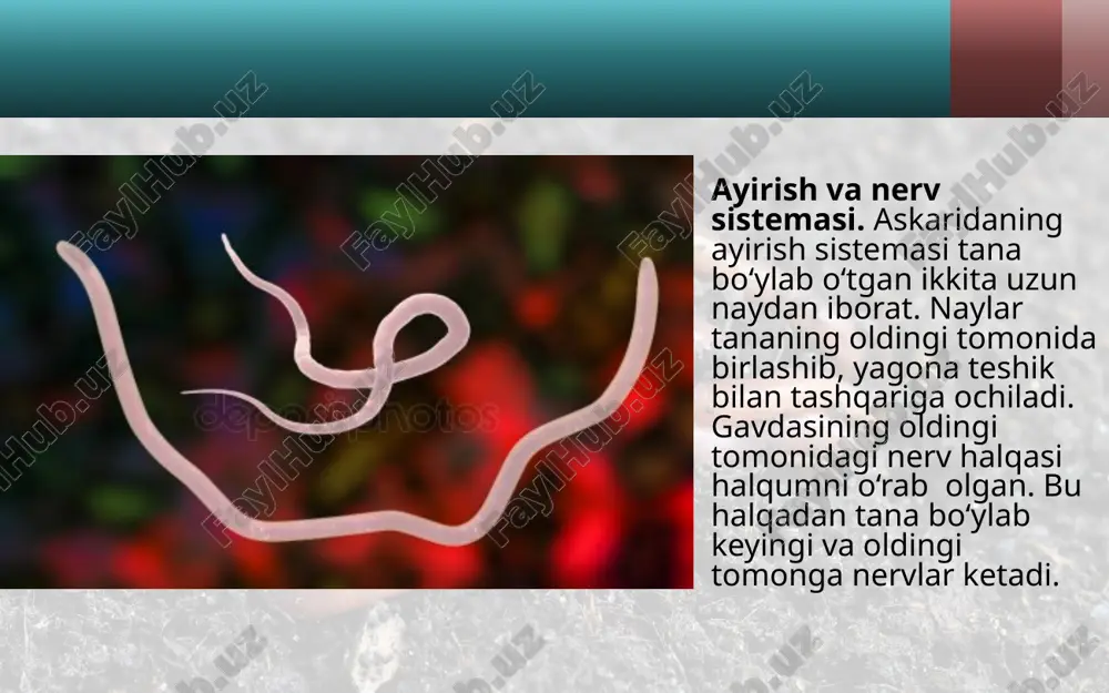to‘garak chuvalchanglar tipi odam askaridasi. 7- sinf - Page 5