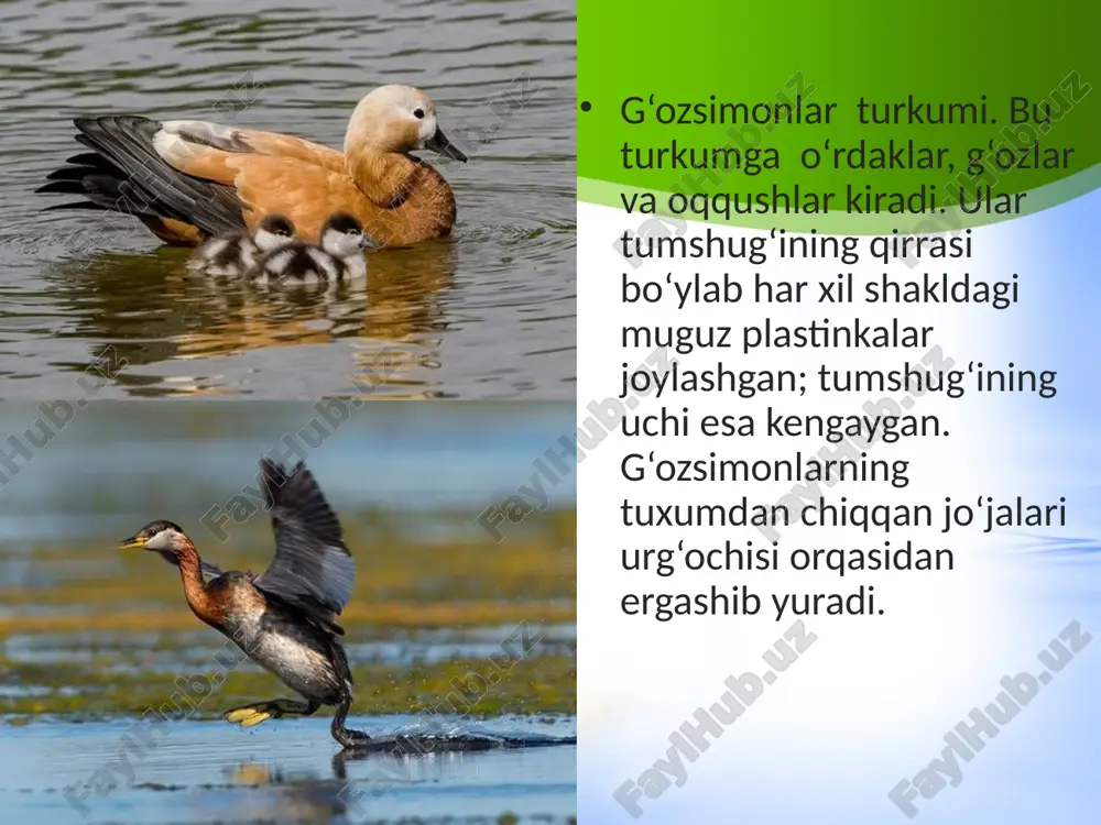 suv havzalari va sohil qushlari. 7- sinf - Page 5