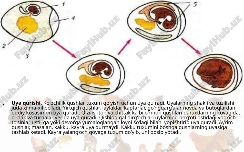 qushlarning ko‘payishi, rivojlanishi va kelib chiqishi. 7- sinf - Page 5