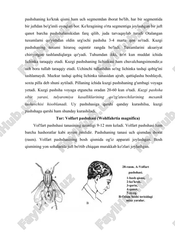 him vazifa hisoblanadi. tur: se-se pashshasi (glossina palpalis) se-se pashshasi (yoki tropik pashsha) faqat afrika qit'asida uchraydi-va, muhim tibbiy ahamiyatga ega. chunki u issiq qonli hayvonlar va odamlar o'rtasida tripanosomalarni tashib yuradi. (spetsifik tashuvchi). se-se pashshasining tuzilishi barcha pashshalarning tuzilishiga o'xshaydi. og'iz apparati esa sanchib so'ruvchi tipda bo'lib, qon so'radi. mazkur pashshaning har ikki jinsi ham qon so'ruvchidir. odatda se-se pashshasi kunduz kunlari chaqadi, bu pashsha qora rangga o'ch bo'ladi. pashshaning chaqishi uncha sezilarli emas. qon so'rgan urg'ochi pashsha faqat bitta lichinka tug'adi. lichinkalar tuproqda (5-8 soatda) yetiladi. lichinkaning taraqqiyoti natijasida yumaloq shaklda g'umbak hosil bo'ladi. tashqi muhit harorati optimal (29-30°c) bo'lganda 25-30 kunda undan voyaga yetgan pashsha chiqadi. boshqa pashshalardan farq qilib, mazkur pashsha uzoq (6-8 oy) yashaydi. tropik pashsha issiq qonli hayvonlar va odamlar orasida uyqu kasalligining qo'zg'atuvchisi - tripanosoma gambienzeni tarqatadi. adabiyotlar: 1. abduraxmanov g.m., lopatan i.k., ismailov sh.i. osnovo’ zoologii i zoogeografii. uchebnik dlya studentov vo’sshix …