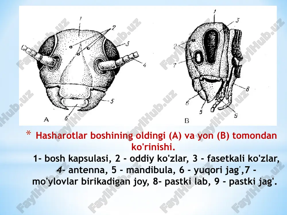 hasharotlar tana qismlari - Page 5