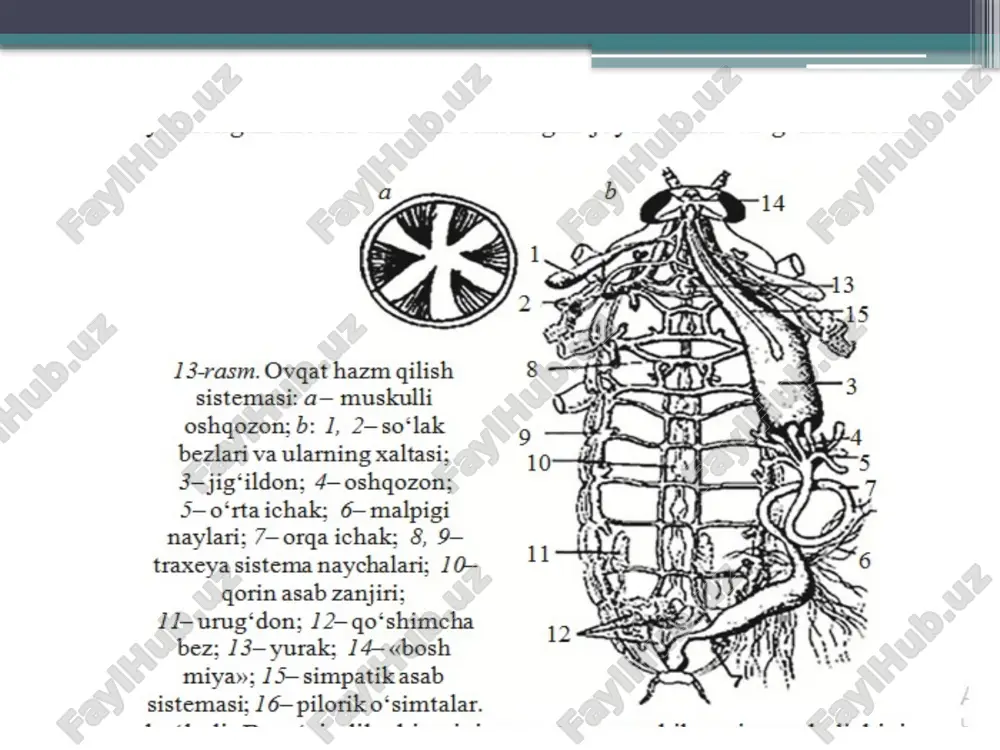 harakatlanadi. keyinchalik orqa tomonga ko‘tarilib, perikardial sinusga o‘tadi va teshikcha orqali yana yurakka qaytadi. hasharotlar qoni – gemolimfasi hujayralararo suyuq modda – gemop lazma bilan shaklli elementlar – gemosit hujayralardan tashkil topgan. ularning rangi har xil, rangsizdan to qizilgacha va hatto ko‘kimtir rangda ham bo‘ladi. ularning rangi tarkibidagi pigmentlarga bog‘liq. plazmada anorganik tuzlar, oziq moddalar, fermentlar, gormonlar, pigmentlar va 75–90% gacha suv bo‘ladi. gemositlar qon to‘qimasining hujayralari bo‘lib, shakli, yirikmaydaligi va soni turlicha bo‘ladi. hasharot qonining vazifasi oziq moddalarni va ichki organlardan ajralib chiqadigan sekretni to‘qimalarga olib borish va parchalangan moddalarni olib ketishdan iborat nafas olish sistemasi bu jarayon hasharotlarning yaxshi rivojlanishi uchun juda muhim bo‘lib, nafas olishda organizm uchun o‘ta zarur bo‘lgan energiya ajraladi va hujayralardagi moddalarni bir turdan ikkinchi turga aylantiradi. energiya hujayralar, tana organlari hosil bo‘lishida va hasharotning harakatlanishida muhim ahamiyatga ega. hasharotlarda kislorodni qabul qilish va karbonat angidrid gazini chiqarish jarayoni nafas olish deb ataladi. nafas …