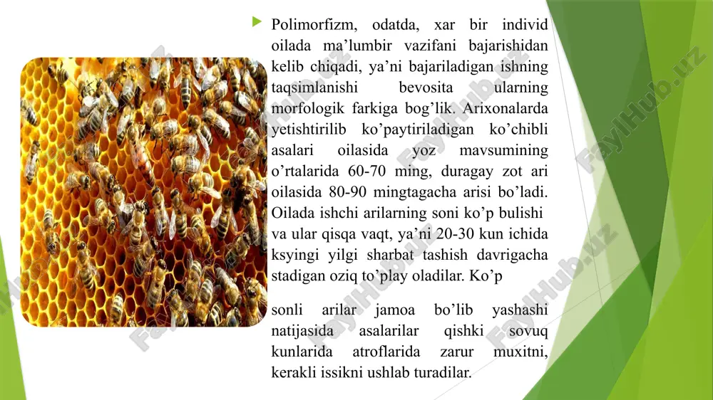 asalari oilasi haqida tushuncha - Page 5