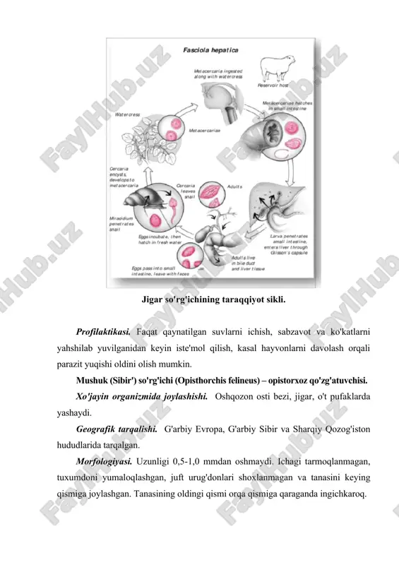 hayvonlarda ham uchraydi. patogen ta'siri. kasal a'zolardan qon oqishi, yaralar, poliplar hosil bo'lishi, allergik reaktsiyalar kuzatiladi. laboratoriya tashxisi. siydikda tuxumlarni tekshirishga asoslangan. tuxumlar siydik orqali asosan kunning eng isigan vaqtida ko'proq ajraladi. shuning uchun siydik shunday vaqtda analiz uchun olinadi. profilaktika. serkariyalar bilan zararlangan suvlarda cho'milmaslik, suv inshoatlarida ishlaydigan ishchilar, suvchilarni maxsus kiyim bilan taminlash, suv havzalarini siydik bilan ifloslanishiga yo'l qo'ymaslik, sanitariya – oqartuv choralarini amalga oshirish orqali kasallik tarqalishi oldini olish mumkin. 4-rasm. ichak(a) va urogenital (b) shistomatoz ko'zg'atuvchilarining hayot sikllari. 1-kasallarda tuxum ajratilishi; 2-hovuzda miratsidiyalar; 3-oraliq xo'jayinlar-mollyuskalar; 4-shistosomalarning invasion bosqichlari-serkariyalar. adabiyotlar: 1. abduraxmanov g.m., lopatan i.k., ismailov sh.i. osnovo’ zoologii i zoogeografii. uchebnik dlya studentov vo’sshix pedagogicheskix uchebno’x zavedeniy. m., izdatelskiy tsentr «akademiya» 2001. 2. abuladze k.i. i dr. parazitologiya i invazionno’e bolezni selskoxozyaystvenno’x jivotno’x. uchebnik dlya studentov vuzov po spetsialnosti "veterinariya". m., 1990. 3. akbaev m.sh. i dr. parazitologiya i invazionno’e bolezni jivotno’x. uchebnik dlya studentov …