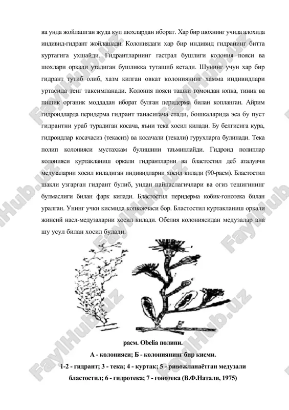 ра оладиган подоциста личинкасини хосил килади. кейинчалик кулай шароитда подоциста харакатчан личинкага айланади. шунга ухшаш холат нуагогоаларда хам учрайди. жумладан, leptolida туркуми вакилларида фрустуляция (лотинча fristulum - булак), яъни фрагментация йули билан жинссиз купайиб, планулага ухшаш фрустула личинкасини хосил килади. гидроид полипларнинг жинсий авлоди медузалар хисобланади. гидроид медузаларнинг купчшшк турлари факат жинсий йул билан купаяди. медузалар айрим жинсли булиб, жинсий безлари хартум эктодермасида (athecata) ёки зонтик эктодерма кисмининг эгилган жойида, гастроваскуляр система радиал каналининг остида жойлашган (thecaphora). шундай килиб, гидроид полипларда хар хил купаядиган авлодлар галланиши, яъни жинссиз авлод (гидрантлар) ва жинсий авлод (медуза) хосил булиши кузатилади. жинснинг бундай галланиши метагенез деб аталади (91-расм). жинс галланишининг биологик ахамияти шундаки, эркин сузиб юрадиган медузалар пайдо булиб, сув окими билан харакатланиб турнинг таркалишини таъминлайди. аммо баъзи гидроид полипларда жинс галланиши даврида айрим медузалар куртакланиб янги медузаларни хосил килади. масалан, sarsia хартумида куртак хосил килади, ундан медуза пайдо булади. шундай килиб, уларнинг ривожланиш …