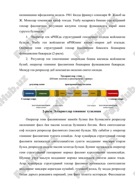 габоглик. 3. транстрипция, трансляция жараёнларинлнг якунганганлиганл uaa, uag, uga триплетлари белгилайди (3-расм). бу маълумотларга асосланиб, кенгрок маънодаги оперон тушунчасига промотор, ген-оператор ва структуравий генлар киради, деб хисоблаш мумкин. молекуляр генетикада транскрипция натижасида синтезланган ирнкни транскриптон, репликация орвди хосил булган днкларни репликон, хромосомани узи эса сегрегон, айрим генларни цистрон деб хам аталади. купчилик промоторларнинг марказий элементи тата-бокс деб аталувчи, уртача куриниши татааа ва нисбатан gc-жуфт билан бойитилган, киска майдонлар билан уралган кетма-кетликдан иборат. тата-бокс 25 жуфт нуклеотид оралигида, кэп-сайтдан олдинда жойлашган. тата-бокс мавжудлиги транскрипция нуктасининг тугри бошла-нишини билдиради. кушимча узига хос кетма-кетликнинг мавжудлиги промоторни тезлаштиради, транскрипция эффективлигини оширади (4-расм). промотор, айшщса тата-бокс днкнинг транскрипция омиллари билан боглаш вазифасини бажаради. бу эса рнк-полимеразанинг днк билан фаол комплексини хосил килади ва рнк синтезлана бошлайди. промоторнинг асосий кисми транскрипция эффективлигига таъсир этади. бу таъсир промотордан ташкарида, купчилик холларда гендан ташкарида жойлашган цис-элементлар (регулятор) ёрдамида амалга оширилади. цис-регуяторлар бирнечахилбулади: 1. энхансерлар - транскрипция жараёнини кучайтирувчилар; …
