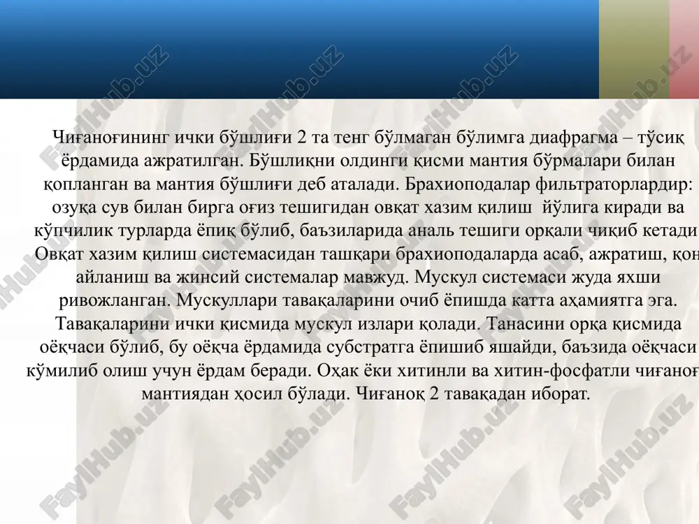брахиоподалар типи. brachiopoda - Page 5