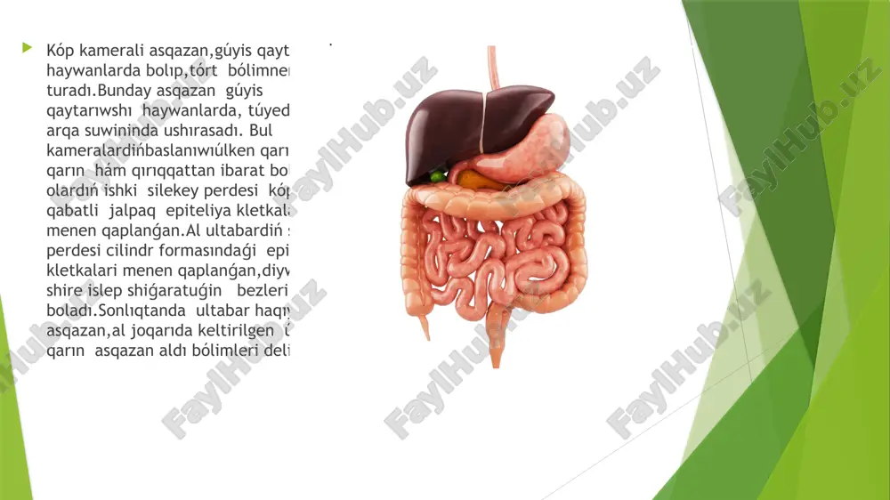 as siniriw organlari haqqinda uliwma tusinik - Page 5