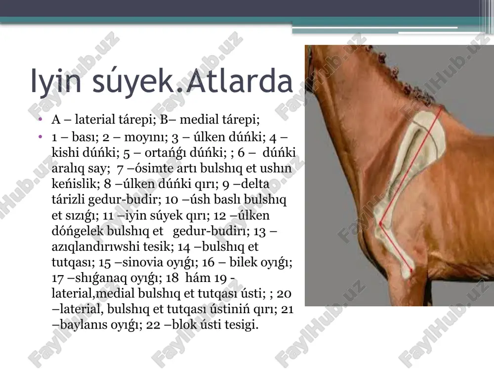 ayaq súyekleriniń morfo-funkcional dúzilisi - Page 5