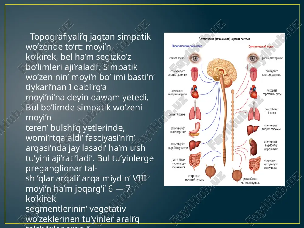 simpatik ha’m parasimpatik nerv sistemalarinin’ topografiyasi - Page 5