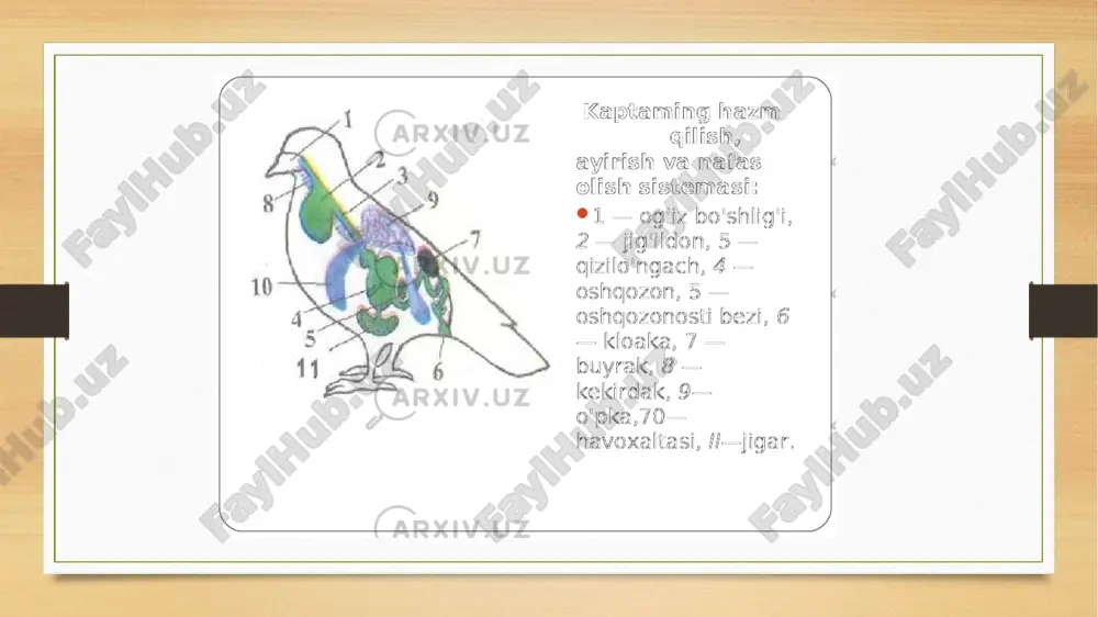 quslarda awqat sińiriliwiniń ózine tán qásiyetleri - Page 5