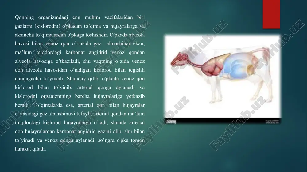 nafas olish organlari anatomo-topografiyasi - Page 5