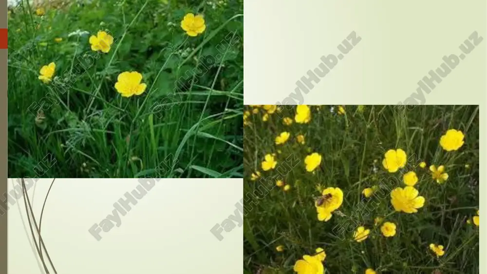 o’yuvchi ayiqtovonning (ranunculus acris) tuzilishi va ko’payishi - Page 5