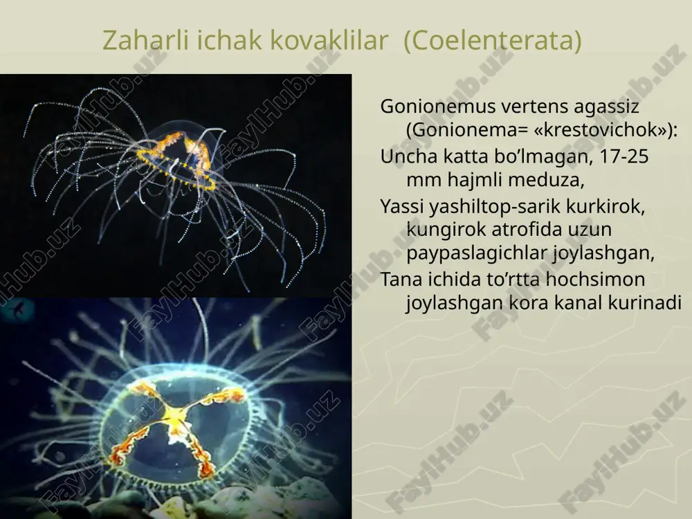 zaharli hayvonlar - Page 5