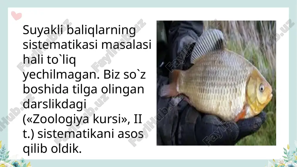 suyakli baliqlar sistematikasi - Page 5