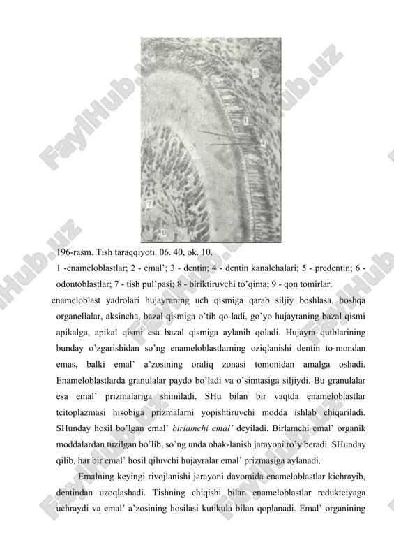 emal’ tishning toj qismini qoplab turadi (197-rasm). emalning qalinligi tishning hamma srida bir xil emas. tish bo’yining chekkasida uning qalinligi 0,01 mm, chaynov yuzasida 1,62-3,5 mm. mineral tuzlarga boyligi va kristallar-ning joylashishi emalning qattiqligini ta’minlaydi. qattiq-ligi jihatidan emal’ kvartc va appatit o’rtasida turadi. emal-da mineral tuzlar miqdori 96%- anorganik moddalarning ko’p qismini kal’tciy karbonat va kal’tciy fosfat tuzlari tashkil qiladi. qal’tciy ftor birikmasi 4% ga yaqim. organik moddalar 3,5% bo’lib, mukoproteid va oqsillardan tashkil topgan. emal’ yuzasi yupqa nasmit pardasi bilan qoplangan. bu parda tishning bo’yin qismida milk epiteliysi bilan tutashib ketadi. emal’ yo’g’onligi 3-5 mkm bo’lgan emal’ prizmalaridan (pristma ena-meli) tuzilgan. emal’ prizmalari cho’ziq, 5-6 qirralik tuzil-madir. 10-20 ta prizmalar tutamlar hosil qilib yotadi. har bir prizmaking ustki pardasi bo’lib, u qoramtir rangga bo’yaladi va v prizmaning o’ziga nisbatan organik moddani ko’proq tutadi. prizmalar orasida kamroq ohaklangan elimlovchi modda bo’ladi. elektron mikroskopik kuzatishlarga qaraganda emalning organik asosi juda ingichka …