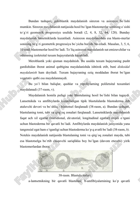 da yotuvchi qirg`oq blastomerlari farqlanadi. qirg`oq blastomerlarining bir qismi sariqlik entodermasini hosil qilishda, qolganlari esa ortiqcha spermatozoidlar kabi merotsitlarga aylanib sariqlikning rezorbtsiyasida ishtirok etadi. sut emizuvchilarda va odamda maydalanishning boshidayoq bir xil bo`lmagan oqish va qoramtir blastomerlar hosil bo`ladi (38-rasm, g). maydalanish natijasida blastotsel hosil bo`lmay, balki zich blastula yoki sterroblastula shakllanadi. unda trofoblast deb nomlanuvchi bir qavat bo`lib joylashgan periferik oqish blastomerlar va embrioblast deb nomlanuvchi markaziy qoramtir blastomerlar farqlanadi. trofoblastlar pushtni oziqlantirishda, embrioblastlar esa pusht rivojlanishida ishtirok etadi. sterroblastula bosqichida pusht bachadonga o`tib, uning shilliq qavatiga yopishadi (implantatsiya). bachadonning shilliq qavatidan sterroblastulaga suyuqlik kiradi va hujayra elementlarini ikki tomonga suradi. natijada sterroblastula homila pufagiga aylanadi. uning devori bir qavat trofoblast hujayralaridan tuzilgan bo`lib, ichida, qutblardan birida, embrioblast - homila tuguni joylashadi. blastulaning hosil bo`lishi bilan homila taraqqiyotining ikkinchi davri tugallanadi va 3-davr - gastrulyatsiya boshlanadi. gastrulyatsiya va o’q organlarning hosil bo’lishi gastrulyatsiya mobaynida homila varaqlari va o`q organlarining …