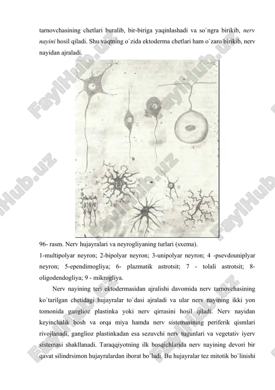 asi hosil bo`ladi. tashqi qavat – qirg`oq vuali (pardasi) neyroblast hujayralarini tutmaydi, bu qavatga ependima hamda o`rta qavat hujayralarining o`simtalari o`tib, orqa miya o`tkazuvchi yo`llarining shakllanishida ishtirok etadi. neyronlar va neyroglial hujayralarning ixtisoslanishi nerv sistemasining turli qismlarida barobar bo`lmaydi. yumaloq shaklga ega bo`lgan o`simtasiz neyroblastlar differentsiallashib, cho`ziq noksimon shaklni oladi va ularning o`tkirlashgan uchidan tugmachasimon bo`rtma shaklida nerv o`simtasi o`sib chiqadi. bundan kelgusida neyrit rivojlanadi. keyinroq esa hujayraning kalta o`siqlari - dendritlar hosil bo`ladi. neyroblastlar differentsirovkasining ilk belgisi – ularning sitoplazmasida ingichka neyrofilamentlar va mikronaychalardan tarkib topgan neyrofibrillalar hosil bo`lishidir. yadro va sitoplazmaning submikroskopik tuzilishi ham o`zgaradi: neyroblast sitoplazmasida erkin ribosomalarning miqdori kamayadi, endoplazmatik to`r kanalchalari va golji kompleksi paydo bo`ladi va takomillashdi. yadroda turli elektron zichlikdagi donalar va iplar hosil bo`ladi. natijada, neyroblastlar yetuk neyronlarga aylanadi. neyroblastlardan hosil bo`luvchi neyronlar bo`linish qobiliyatiga ega emas. shu tufayli ularda fiziologik regeneratsiya jarayoni hujayra sitoplazmasidagi organellalar va oqsillarshshg uzluksiz almashinuvi bilangina chegaralanadi. …