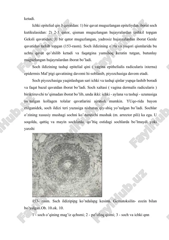 ha oydan 2-4 yilgacha o’sadi. shuning uchun hayot davomida vaqti-vaqti bilan sochlar almashinib turadi. bu jarayon soch so’rg’ichining atrofiyaga uchrashidan va soch piyozchasining qon bilan ta’minlanishining buzilishidan boshlanadi. natijada, soch piyozchasining hujayra-lari ko’payish qobiliyatini yo’qotadi va ularning asosiy qismi muguzlanadi. soch piyozchasi soch kolbasiga aylanadi, sochning o’si-shi to’xtaydi. soch kolbasi o’z so’rg’ichidan ajralib, tashqi epi-telial qin hosil qilgan g’ilof bo’ylab, to sochni ko’taruvchi mushak birikkan joygacha ko’tariladi. epitelial g’ilofning pastkn bo’shab qolgan joyi puchayib, hujayralar tasmasiga aylanadi. bu tasmaning oxirida yana soch so’rg’ichi tiklanib, saqlanib qol-gan kambial hujayralar bilan qoplanadi, natijada, yangi soch piyozchasi paydo bo’ladi. bu piyozchadan yangi soch o’sa boshlaydi. yangi soch epitelial tasma bo’ylab o’sadi, tasma esa uning tashqi epitelial qiniga aylanadi. keyingi o’sishi natijasida yangi soch eski sochning tagidan turtib chiqadi. bu jarayon eski sochning tushi-shi va teri yuzasida yangi sochning paydo bo’lishi bilan tugaydi. agarda soch xaltasining qon bilan ta’minlanishi to’xtasa, uning o’rnida yangitdan soch …