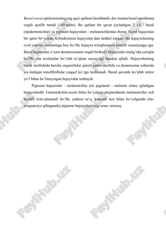 -rasmga q.). gistoximiyaviy usulda melanotcitlarda teriga rang beruvchi pig-ment-melanin sintez qilishda ishtirok etuvchi ferment dofa - oksidaza) dioksifenilalanin oksidaza borligi aniq-landi. bazal epidermotcitlarda ham pigment donachalari bo’lishn mumkin, bu donachalar hujayralarga melanotcitlarning o’simta-lari orqali o’tib qolishidan yuzaga keladi. uzi pigment chiqar-maydigan, lekin melanin tutuvchi bunday hujayralar melano-forlar deb ataladi. epidermisning ikkinchi - tikanaksimon hujayra.gar qavati bazal qavat ustida joylashgan 5-10 qavat hujayralardan ibo-rat. tikanaksimon hujayralar juda ko’p tcitoplazmatik o’simta-larga ega bo’lib, shu o’simtalar orqali hujayralar bir-biri bilan desmosomalar hosil qilib bog’langan. bu hujayralar tci-toplazmasida tonofibrillalar yaxshi rivojlanib, ular desmo-somalarga tutashib ketadi. hujayralarning pufaksimon yumaloq yadrosida xromatin kam bo’lib, och bo’yaladi. tikanaksimon hujayra-lar qavatining quyi - bazal qavatga yaqin joylashgan qatlamla-rida mitoz yo’li bilan bo’linayotgan hujayralar uchraydi. shu-ning uchun ham bazal va tikanaksimon hujayralar qavatlari epidermisning o’suvchi- mal’pigi qavati (rete malphygi) ni tashkil etadi. o’suvchi qavat hisobiga epidermis hujayralari-ning 19-20 kun ichida almashinib turishi (fiziologik regene-ratciyasi) kuzatiladi. epiteliotcitlardan tashqari bazal va …