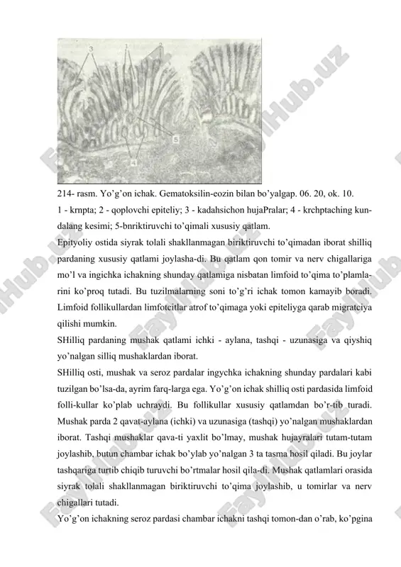 tomirlar va nerv chigallari tutadi. yo’g’on ichakning seroz pardasi chambar ichakni tashqi tomon-dan o’rab, ko’pgina yog’ hujayralariga ega. 215- rasm. yo’g’on ichyak krpptalariming eliteliysi. gematoksn-lin-eozin bilap bo’yalgan. 06. 40, ok. 10. 1 - jiyakli hujayralar; 2 - jiyak; 3 - qadahsimon hujayra; 4 - kripga b>shligi; 5 - xususiy qatlam. to’g’ri ichak. to’g’ri ichakda yuqori - chanoq va pastki - anal qismlar tafovut etiladi. yo’g’on ichakning chanoq qismi shilliq pardasida uchta ko’ndalang burma mavjud bo’lib, ularning hosil bo’lishida shilliq osti pardasi va mushak pardaning aylana qa-vati ishtirok etadi. bu burmalar quyiroqda 8-10 ta uzunasiga yo’nalgan burmalar bo’lib, ular orasida chuqurliklar bor. to’g’ri ichakning anal qismida uchta: ustunsimon, oraliq va te-ri zonalari tafovut etiladi. ustunsimon zonada uzunasiga joylashgan burmalar anorektal us-tunlar hosil qilsa, oraliq zonada bu ustunlar qo’shilib shilliq pardaning eni 1 sm cha bo’lgan silliq yuzali zonasi – bavosil halqasi (zona haemorrhoidalis) ni tashkil qiladi. shu burmalar. orasidagi chuqurchalar (botiqlik) …
