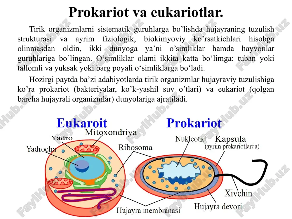in, lekin ularning zoosporalaridagi xivchinli ya’ni harakatchan davri borligi ularning kelib chiqishi bir ekanligini isbotlaydi. keyingi taraqqiyotida ularning bir muncha parallel holda taraqqiy etishi kuzatiladi. bunda tallomning shakllanishi ko‘zda tutiladi. suvo’tlarida o’ziga xos parallellik kuzatilib, deyarli hamma bo’lim vakillari ham tallomning tuzulishi jihatidan quyidagi morfologik strukturalar kuzatiladi: 1. monad – bunda bir hujayrali yoki kolonialtuzilishli, xivchini bilan harakat qiladigan organizmlardan kelib chiqqanligini isbotlaydi (1-rasm). 2. kokkoid –hujayralari bitta yoki kolonial holda bo‘lib, hujayra po‘sti shilimshiq bilan o‘ralgan va harakatsiz. m: chlorella, systodinium, navisula (2-rasm). chlamydomonas chlorella 3. ipsimon – hujayralar harakatsiz bir – biri bilan birikkan va ipsimon ko‘rinishni oladi va ular doim bo‘yiga o‘sadi. m: ulotrix, mastigocladus, oscillatoria (3-rasm). 4. geterotrixal – har-xil ipsimon, bunda avval gorizontal joylashgan ipchalar yuzaga kelib undan yuqoriga vertikal holda joylashgan ipchalar paydo bo‘ladi. m: stigeoclonium, erythrotrichia. 5. plastinkasimon – tashkil topish bunday shakllanishda ipsimon hujayralar bo‘linadi: ko‘ndalang va uzunasiga bo‘linishi natijasida ancha yassi …