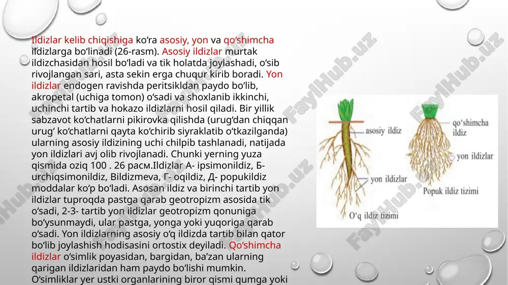 ko‘payishdan iborat. gulsapsar, marvaridgul, g‘umay, ajriq kabi o‘simliklarning ildizpoyasi juda yaxshi rivojlangan. ekinzorlarda yerga ishlov berish mahalida ildizpoyali begona o‘tlarning ildizpoyasi mayda bo‘laklarga bo‘linib ketsa ham ulardan yangi individlar o‘sib chiqadi, shuning uchun dalalarni ko‘plab begona o‘t bosib ketadi. o‘simliklarda qisqargan va uzun ildizpoyalar mavjud. barg barg o‘simlik hayotida, qolaversa tabiatdagi butun tirik mavjudot uchun eng muhim vazifani bajaradi: 1. barg havodan karbonat angidrid gazini va ildizi orqali tuproqdan suvni so‘rib olib, quyosh energiyasi ta’sirida organik moddalar hosil qiladi – havoga sof kislorod ajratib chiqaradi. v.a.timiryazovning ta’biricha, barg organik moddalar hosil qilishda birdan-bir tabiiy laboratoriyadir. 2.barg ildiz yordamida suvning so‘rilgan tuzli eritmalarini o‘simliklarning hamma organlariga ko‘tarilishiga yordam beradi. 3. barglar toza suvni bug‘lantirib transpiratsiya vazifasini bajaradi va yana tuproqdan mineral moddalarga boy bo‘lgan suvni o‘zlashtiradi. ayniqsa yozning issiq kunlari bug‘langan suv o‘simliklarni qizib ketishdan saqlaydi. 4. barg o‘simliklarning tashqi sharoitga moslashish organi bo‘lib xizmat qiladi. nam tuproqlarda o‘sadigan o‘simliklarning barglari …