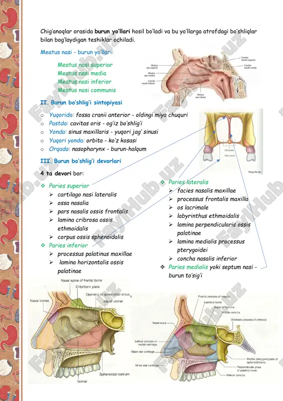 rakati natijasida ovoz h/b vi. hiqildoq muskullari 1. skelet muskullari a. m.sternothyroideus b. m.thyrohyoideus 2. xususiy muskullar a. ovoz tirqishi kengligiga ta’sir qiluvchi i. kengaytiruvchi 1. m.cricoarytenoideus posterior ii. toraytiruvchi 1. m.cricoarytenoideus lateralis 2. m.thyroarytenoideus 3. m.arytenoideus transversus 4. m.arytenoideus obliquus b. ovoz boylami holatiga ta’sir qiluvchi i. taranglovchi 1. m.cricothyroideus ii. bo’shashtiruvchi 1. m.vocalis c. hiqildoqning kirish qismi kengligiga ta’sir qiluvchi 1. m.aryepiglotticus 2. m.ceratocricoideus m.cricoarytenoideus posterior • boshlanadi: lamina car.cricoideaning orqa yuzasidan • birikadi: processus muscullaris ( car.arytenoidea) • vazifasi: ovoz tirqishini kengaytiradi m.cricoarytenoideus lateralis • boshlanadi: car.cricoidea yon yuzasidan • birikadi: processus muscularis car.arytenoidea • vazifasi: ovoz tirqishini toraytiradi m.thyroarytenoideus • boshlanadi: car.thyroidea ichki yuzasidan • birikadi: processus vocalis - car.arytenoidea - processus vocalisga • vazifasi: ovoz tirqishini toraytiradi m.arytenoideus transversus • boshlanadi: car.arytenoidea - processus muscullarisidan • birikadi: qarama-qarshi tomondagi xuddi shu joyga • vazifasi: ovoz tirqishini toraytiradi m.arytenoideus obliquus • boshlanadi: car.arytenoidea - processus muscullarisidan …