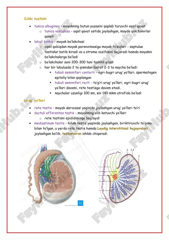 4. plexus venosus pampiniformis va → v.testicularis 5. plexus nervorum testicularis - moyak nerv chigali 6. plexus nervorum deferentialis - ductus deferentis nerv chigali 7. vasa lymphatica - limfa tomirlar 8. vestigium processus vaginalis peritonei - qorin pardaning qin o’simtasi qoldig’i urug’ tizimchasi qoplamalari (tashqaridan ichkariga qarab): 1. fascia spermatica externa - qorinning yuza fassiyasi davomi hisoblanadi 2. m.cremaster - moyakni ko’taruvchi muskul • fascia cremasterica bu muskulni qoplab turadi 3. fascia spermatica interna - ko’ngdalang fassiyaning davomi hisoblanadi urug’ pufakchasi (bezi) - vesicula seminalis o glandula vesiculosa ham deyiladi o siydik pufagi orqasida joylashgan, naysimon bez, ekstraperitoneal o uzunligi 12 smgacha, eni 6-7 mmdan 2 smgacha o eyakulyatning 50-80% ini ishlab chiqaradi, tarkibida spermatozoidlarga zarur bo’lgan fruktoza hamda letsitin moddasi bo’ladi, shuningdek, optimal mikroelementli va ishqoriy muhit yaratadi. bularning barchasi spermatozoidlarning harakatchanligini va tashqi ta’sirlardan himoyasini ta’minlaydi i. skeletopiya • s3-s4 umurtqalar ro’parasida joylashadi ii. sintopiyasi • oldinda: siydik …