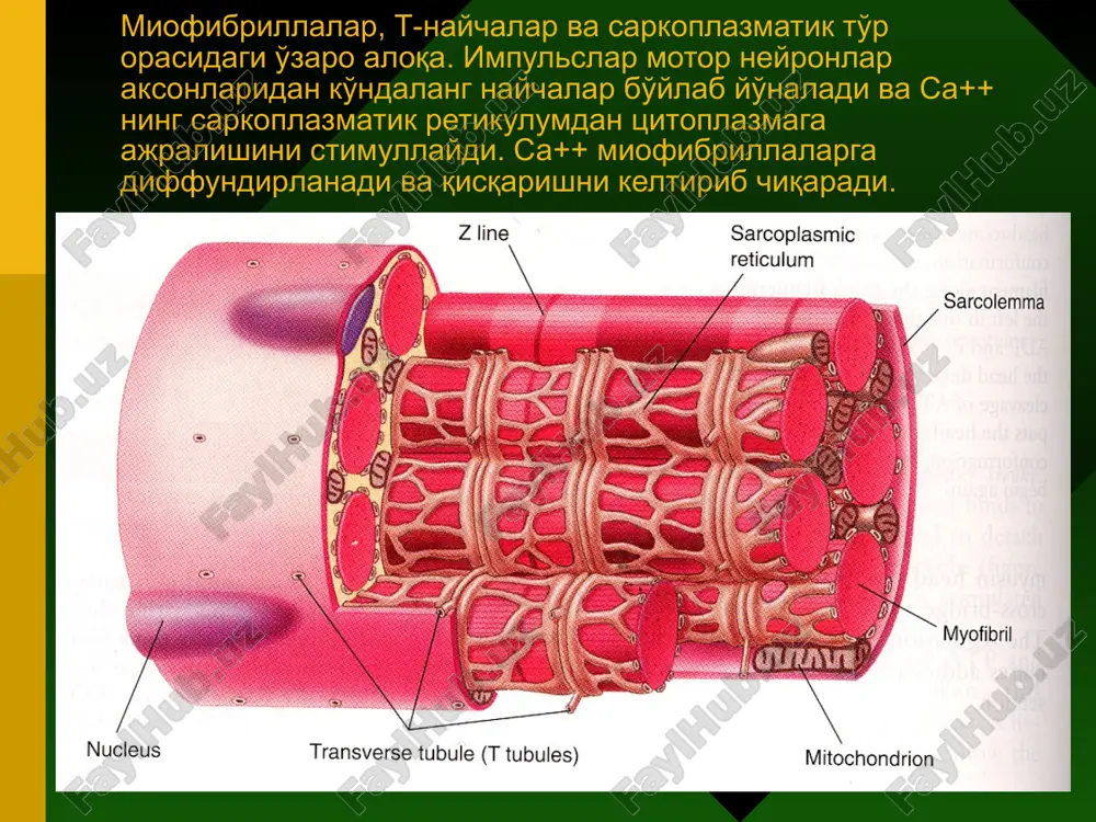 ko'ndalang qavati, iii – endomiziy, iv – perimiziy. 1 – silliq miotsit, 2 – yadro, 3 – elastik tolalar, 4 – miolemma, 5 – hujayra markazi, 6–mitoxondriyalar, 7 – zich tanachalar, 8 – mio- fibrillalar, 9 –hujayra- lararo aloqa: a – bazal membrana, b – plazmolemma, v- desmosoma, g – neksus, d – kaveolalar, e – vezikulalar. silliq mushakli hujayralar. markazda yirik yadro, uning atrofida mitoxondriyalar, endoplazmatik to'r va golji kompleksi. aktin filamentlari hujayraning bo'ylama o'qi bo'ylab joylashgan, zich tanachalarga mustaxkamlangan. miotsitlar orasida yoriqsimon aloqa mavjud. silliq mushak hujayrasining qisqartiruvchi apparati. zich tanachalar alfa-aktinin saqlaydi, bular ko'ndalang-targ'il mushak z-chiziqning analoglaridir. sarkoplazmada ular oraliq filamentlarning to'ri bilan bog'langan, ularning plazmatik membranaga birikish joyida vinkulin ishtirok etadi. aktin iplari zich tanalarga maxkamlangan, miozin filamentlari qisqarishda shakllanadi. silliq miotsitlarning qisqarish sxemasi: yuqorida – relaksatsiyalangan, pastda – qisqargan silliq miotsitlar. slide 1 slide 2 slide 3 slide 4 slide 5 slide 6 slide 7 …