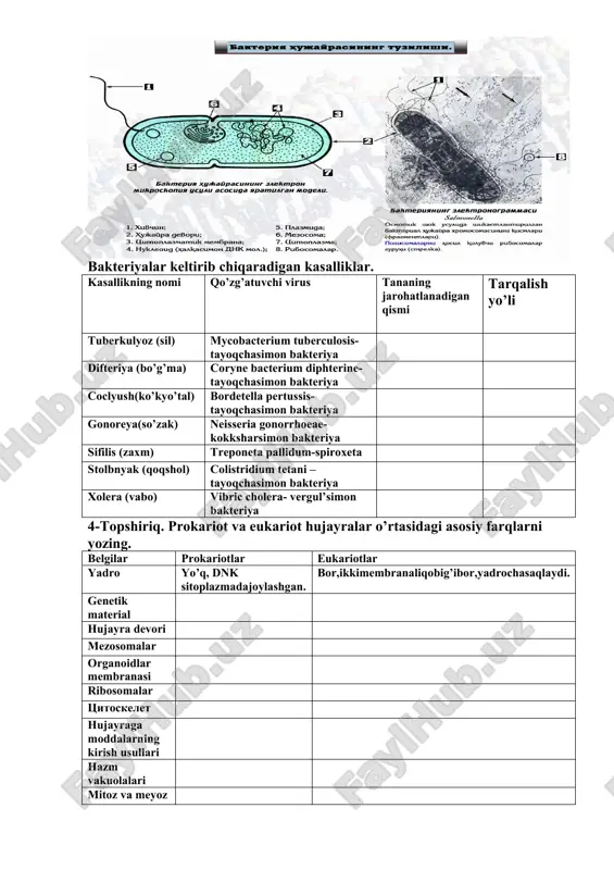 kteriya sifilis (zaxm) treponeta pallidum-spiroxeta stolbnyak (qoqshol) colistridium tetani –tayoqchasimon bakteriya xolera (vabo) vibric cholera- vergul’simon bakteriya 4-topshiriq. prokariot va eukariot hujayralar o’rtasidagi asosiy farqlarni yozing. belgilar prokariotlar eukariotlar yadro yo’q, dnk sitoplazmadajoylashgan. bor,ikkimembranaliqobig’ibor,yadrochasaqlaydi. genetik material hujayra devori mezosomalar organoidlar membranasi ribosomalar tsitoskelet hujayraga moddalarning kirish usullari hazm vakuolalari mitoz va meyoz gametalar xivchinlar o’lchamlari 5-topshiriq. quyidagi organoidlarni aniqlang va funksiyalarini yozing. № hujayra organoidlari funksiyalari 6-topshiriq. rasmda qanday hujayra tasvirlangan? rasmdagi raqamlar bilan ko'rsatilgan organoidlarning nomlarini yozing. № organoidlar 1 2 3 4 5 6 7 8 9 10 11 12 13 mavzu №3. hujayra membranasining nozik tuzilishi va hujayraga moddalarning kirishi. 1-topshiriq.savollarga javob yozing. 1.hujayra membranasining tuzilish sxemasini yozing. ____________________________________________________________________________________________________________________________ ______________________________________________________________ 2. hujayra membranasining kimyoviy tarkibini yozing. __________________________________________________________________________________________________________________________________________________________________________________________ 2-topshiriq. membrananing vazifalarini yozing: 1. __________________________________________________________________ 2. __________________________________________________________________ 3. __________________________________________________________________ 4. __________________________________________________________________ 3-topshiriq. hujayraga moddalarning kirish yo’llarini yozing. 1. __________________________________________________________________ 2.__________________________________________________________________ 3. ____________________________