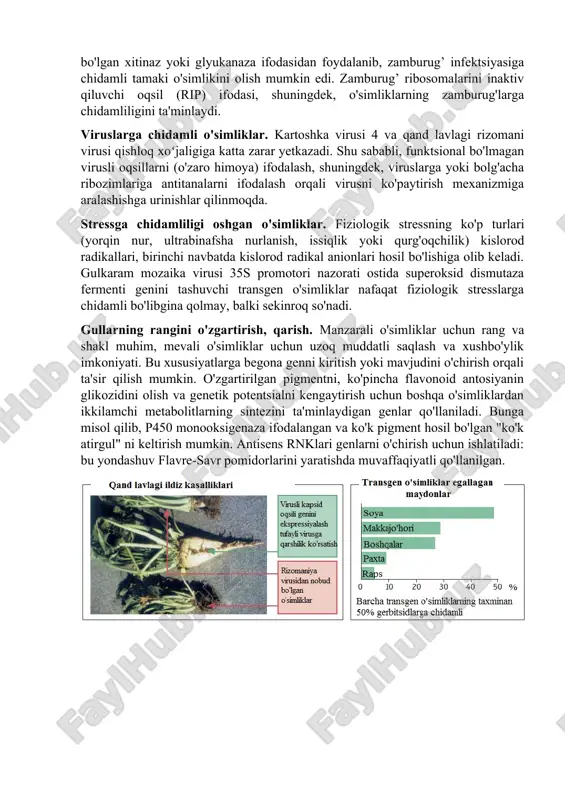 otori ostida klonlash orqali olingan. boshqaruv. fosfinotritsinga (bastatm) qarshilik glutamin sintaza inhibitori streptomyces hygroscopicus dan tamaki, kartoshka, rapsa va boshqa o‘simliklardagi fosfinotritsin atsetiltransferaza (pat) genini klonlash natijasida yuzaga keladi. hasharotlarga chidamli o'simliklar. bacillus thuringiensis molekulyar og'irligi 250 kda (-endotoksin, bt-toksin) bo'lgan oqsilni sintez qiladi, u hasharotlar ichaklarida proteoliz natijasida yuqori faol toksinga aylanadi. bunday transformatsiya o'simliklarda yoki sutemizuvchilarning ichaklarida sodir bo'lmaydi, shuning uchun bt toksini ko'p turdagi qishloq xo'jaligi o'simliklarida hasharotlar zahari sifatida ishlatiladi. kodonlarni optimallashtirish va gulkaram mozaik virusi 35s promouteri kabi kuchliroq konstitutsiyaviy promouterdan foydalanish orqali oqsillarni ifodalash darajasini taxminan 100 barobar oshirish mumkin. hasharotlar zaharlarining yana bir misoli o'ziga xos proteaz inhibitörleridir. zamburug’ infektsiyalariga chidamli o'simliklar. zamburug’lar bilan infektsiya hosilning sezilarli darajada yo'qolishiga olib keladi. qiziqarli tarixiy misol - 19-asrda kartoshka chirishi (phytophthora infestans). yevropada, xususan, irlandiyada ocharchilikka olib keldi. zamburug’larning hujayra devorini yo'q qilishga qodir bo'lgan xitinaz yoki glyukanaza ifodasidan foydalanib, zamburug’ infektsiyasiga chidamli tamaki o'simlikini …