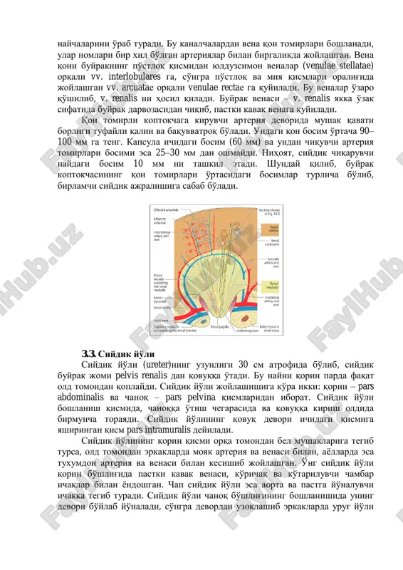 yni qorin parda faqat old tomondan qoplaydi. siydik yo'li joylashishiga ko'ra ikki: qorin – pars abdominalis va chanoq – pars pelvina qismlaridan iborat. siydik yo'li boshlanish qismida, chanoqqa o'tish chegarasida va qovuqqa kirish oldida birmuncha torayadi. siydik yo'lining qovuq devori ichidagi qismiga yashiringan qism pars intramuralis deyiladi. siydik yo'lining qorin qismi orqa tomondan bel mushaklariga tegib tursa, old tomondan erkaklarda moyak arteriya va venasi bilan, ayollarda esa tuxumdon arteriya va venasi bilan kesishib joylashgan. o'ng siydik yo'li qorin bo'shlig'ida pastki kavak venasi, ko'richak va ko'tariluvchi chambar ichaklar bilan yondoshgan. chap siydik yo'li esa aorta va pastga yo'naluvchi ichakka tegib turadi. siydik yo'li chanoq bo'shlig'ining boshlanishida uning devori bo'ylab yo'naladi, so'ngra devordan uzoqlashib erkaklarda urug' yo'li bilan kesishadi va qovuqqa boradi. ayollarda bachadon, qin yaqinida bachadon arteriyasi bilan kesishib o'tib, qovuq devoriga kiradi. siydik yo'lining devori quyidagi uch pardadan tuzilgan, ichki shilliq parda – tunica mucosa, o'rta mushak parda – tunica …