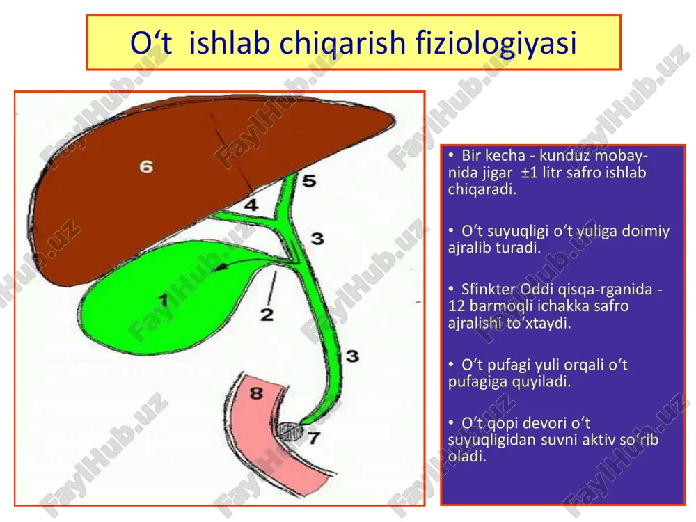surunkali xoletsistit. klinikasi, diagnostikasi, davolash usullari. - Page 5