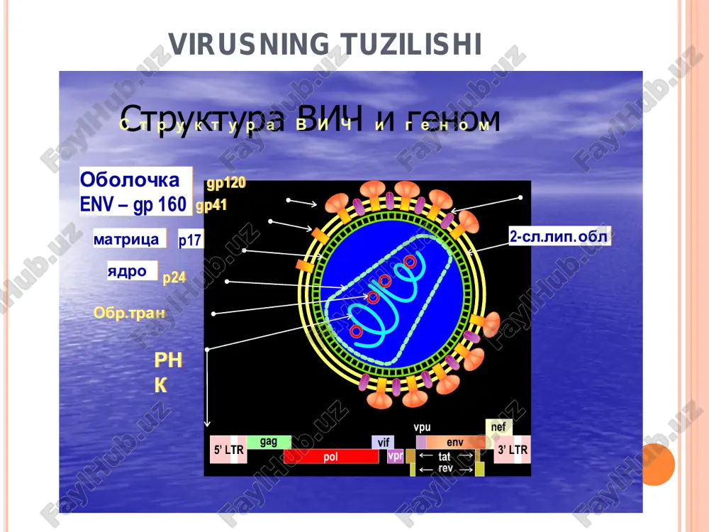 o‘tkaziladi. homiladorlikning erta muddatlarida art o‘tkazish bu muddatda dorilarni embriotoksik xususiti yuqoridir, 2 a, 2 b, 2 v bosqichlarida virus nagruzkasi 1 mlda 100000 dan ortiq bo‘lsa o‘tkaziladi. 3 a va 4 a bosqichlarida sd 4 1 mkl da 100 dan kam va virus nagruzkasi 1 mkl da 100000 dan ko‘p bo‘lsa 4 b bosqichda esa virus nagruzkasiga qaralmay art boshlanadi davolash virusning transplatsentar yuqishini profilaktikasi : zidovudin- 100 mg dan kuniga 5 maxal yoki 300 mgdan 3 maxal, 14-34 xafta oralig‘ida. tug‘ruq tabiiy yo‘llar bilan bo‘lsa, zidovudin 2 mg/kg t/iga 1 soat davomida, so‘ng 1 mg/kg soatiga tug‘ruq jarayoni tugaguncha. zidovudin qisqa kursi: 36 xaftadan boshlab tug‘ruqgacha 300 mgdan 2 maxal, so‘ng 300 mgdan har 3 soatda tug‘ruq faoliyati davomida ximioprofilaktika: zidovudin 38 xaftadan boshlab 300 mg dan 2 maxal tug‘ruqgacha+ lamivudin 150 mgdan 2 maxal buyuriladi. agar zidovudin qabul qila olmasa fosfazid 200 mgdan 3 maxal buyuriladi. chaqaloqlarga …