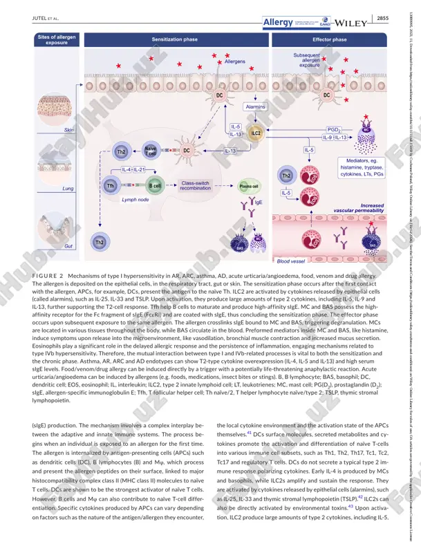 human researchers. in the context of aller- gic diseases, ai can potentially support unbiased patient charac- terization based on their endotypes and more accurately predict responders and non-responders to targeted interventions or im- mune-modulating therapies. by uncovering novel biomarkers and identifying subgroups of patients with distinct immunological pro- files, ai can facilitate the development of personalized treatment strategies (biologicals and small molecules/allergen immunotherapy and other immune-modulatory interventions), ultimately improving patient outcomes and achieving disease modification and targeted prevention.19 1.1 | historical perspective the term ‘allergy’ was first coined by clemens von pirquet in 1906. he derived the word from the greek words ‘allos’ (meaning ‘other’ or ‘different’) and ‘ergon’ (meaning ‘work’ or ‘reaction’). an allergy is an unexpected abnormal or exaggerated reaction to an exogenous stimulus involving the immune system.20 the term ‘atopy’ and the concept of atopic diseases were first proposed by the physicians arthur f. coca and robert …