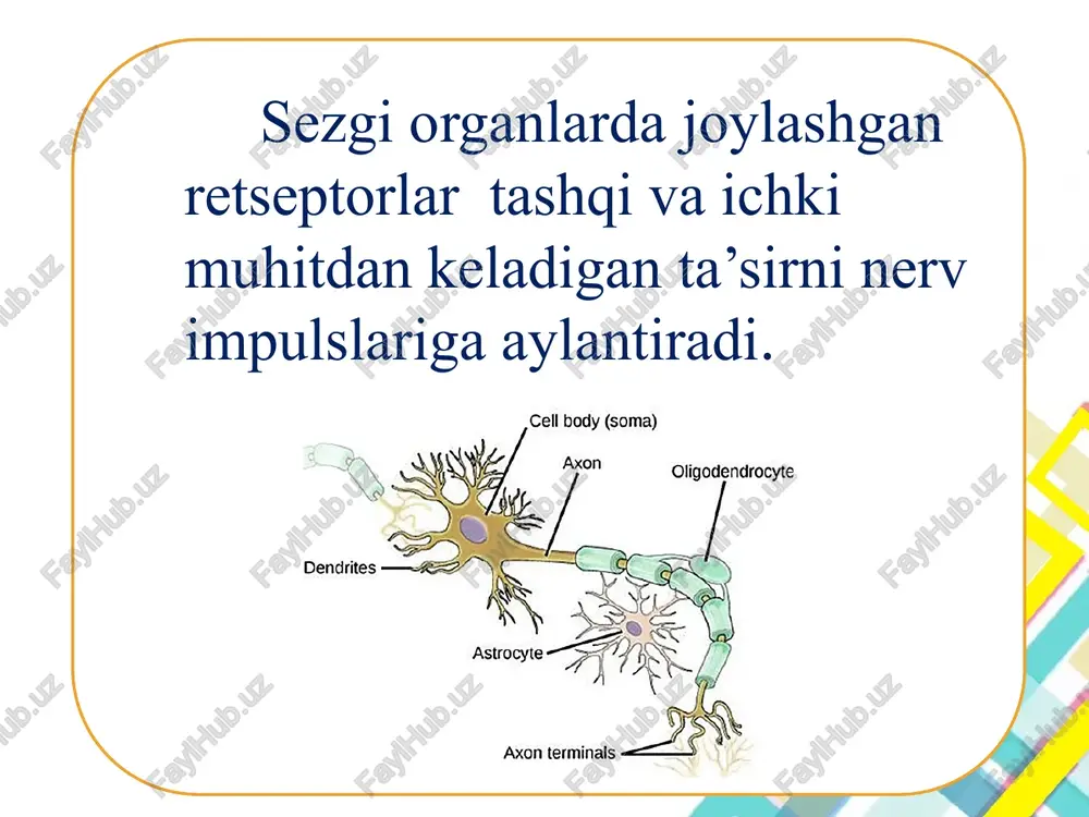 sezgilar haqida umumiy tushuncha - Page 5