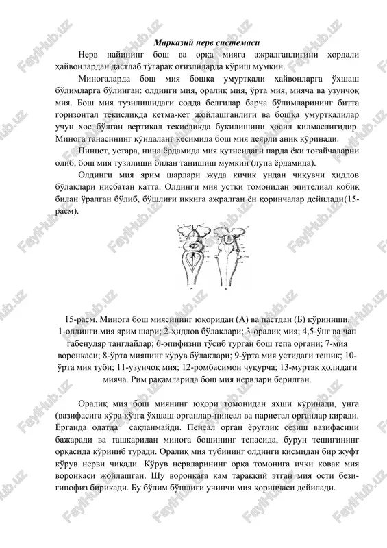 a. bosh miya tuzilishidagi sodda belgilar barcha bo'limlarining bitta gorizontal tekislikda ketma-ket joylashganligi va boshqa umurtqalilar uchun xos bo'lgan vertikal tekislikda bukilishini hosil qilmasligidir. minoga tanasining ko'ndalang kesimida bosh miya deyarli aniq ko'rinadi. pintset, ustara, nina yordamida miya qutisidagi parda yoki tog'aychalarni olib, bosh miya tuzilishi bilan tanishish mumkin (lupa yordamida). oldingi miya yarim sharlari juda kichik undan chiquvchi hidlov bo'laklari nisbatan katta. oldingi miya ustki tomonidan epitelial qobiq bilan o'ralgan bo'lib, bo'shlig'i ikkiga ajralgan yon qorinchalar deyiladi(15-rasm). 15-rasm. minoga bosh miyasining yuqoridan (a) va pastdan (b) ko'rinishi. 1-oldingi miya yarim shari; 2-hidlov bo'laklari; 3-oraliq miya; 4,5-o'ng va chap gabenulyar tanglaylar; 6-epifizni to'sib turgan bosh tepa organi; 7-miya voronkasi; 8-o'rta miyaning ko'ruv bo'laklari; 9-o'rta miya ustidagi teshik; 10-o'rta miya tubi; 11-uzunchoq miya; 12-rombasimon chuqurcha; 13-murtak holidagi miyacha. rim raqamlarida bosh miya nervlari berilgan. oraliq miya bosh miyaning yuqori tomonidan yaxshi ko'rinadi, unga (vazifasiga ko'ra ko'zga o'xshash organlar-pineal va parietal organlar …
