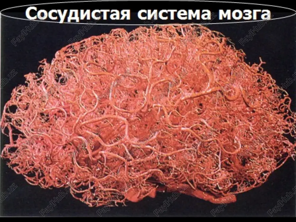s olish va yurak kon tomir sistemasi tomonidan uzgarishlar, ongning buzilishlari bilan ifodalanadi. bmn yadrolari shikastlanganda alternirlovchi sindromlar veber miyyar-gubler, djekson va xakoza bilan kechadi. 6) subaraxnoidal kon kuyilishlar. ko'pincha anevrizmalar erilganda kuzatiladi. umumiy miya simptomlari: bosh ogrik, kungil aynishi va kusish bilan kechadi. xushdan ketish, likvorda kon bulishi, kurish nervi diski surgichlarida dimlanish, ruxiyat buzilishi, epileptik tutkanoklar xosdir.subaraxnoidal kon kuyilish uchun meningeal belgilarning tez rivojlanishi xarakterli, eruglikdan kurkish, umumiy giperesteziya, ensada ogrik, umurtka pogonasi buylab ogrik, ensa mushaklarining tarangligi oshishi, kerniga, brudzinskiy simptomlari musbat, tana xarorati 39's gacha oshadi. agarda parenxematoz-subaraxnoidal kon kuyilish bo'lsa o'chokli simptomlar shikastlanish o'chog'iga bog'lik bo'ladi. i sh e m i k i n s u l t gipertoniya kasalligi bilan aktiv kurashish tufayli gemorragik insultlar ancha kamayib ishemik insultlar soni oshishi sodir bo'ladi. e t i o l o g i ya: - ateroskleroz - gipertoniya kasalligi - revmatizm - arteriitlar (vaskulitlar). - kon …