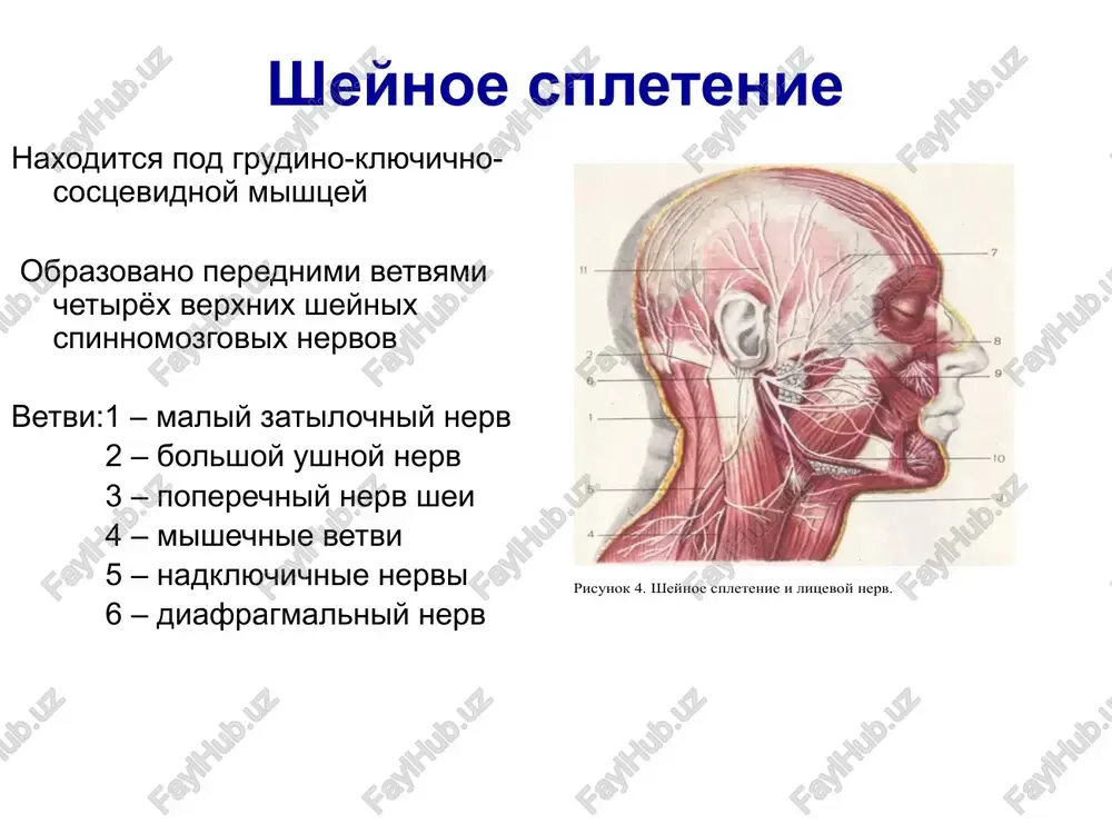 perifericheskaya nervnaya sistema - Page 5