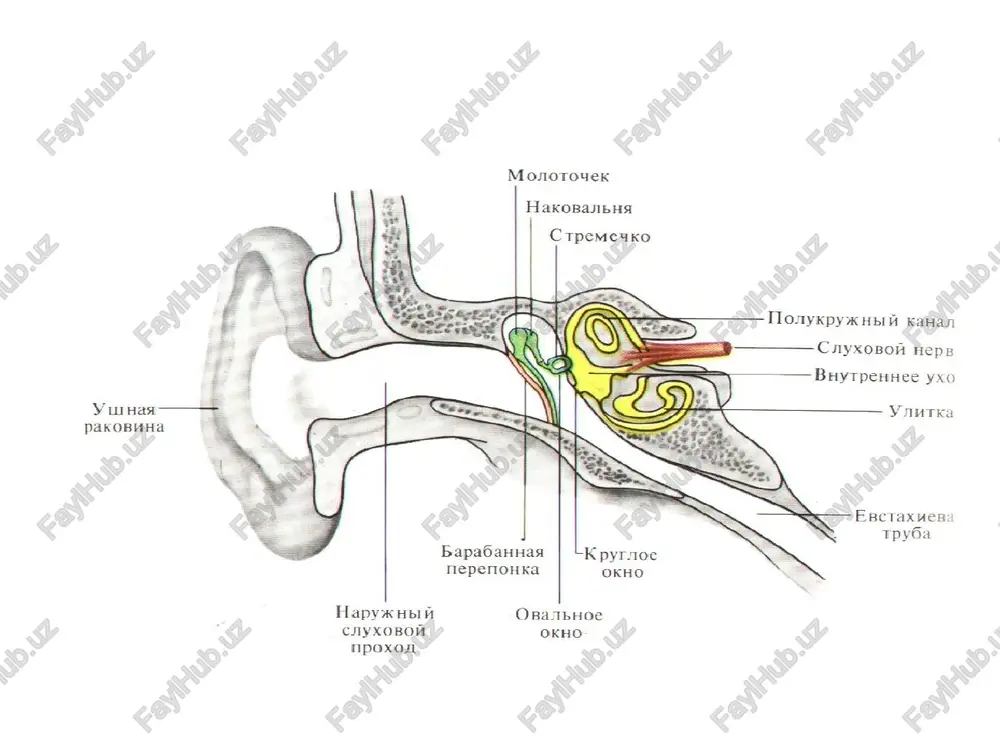 eshituv vavestibulyaranalizatorlarining fiziologiyasi - Page 5
