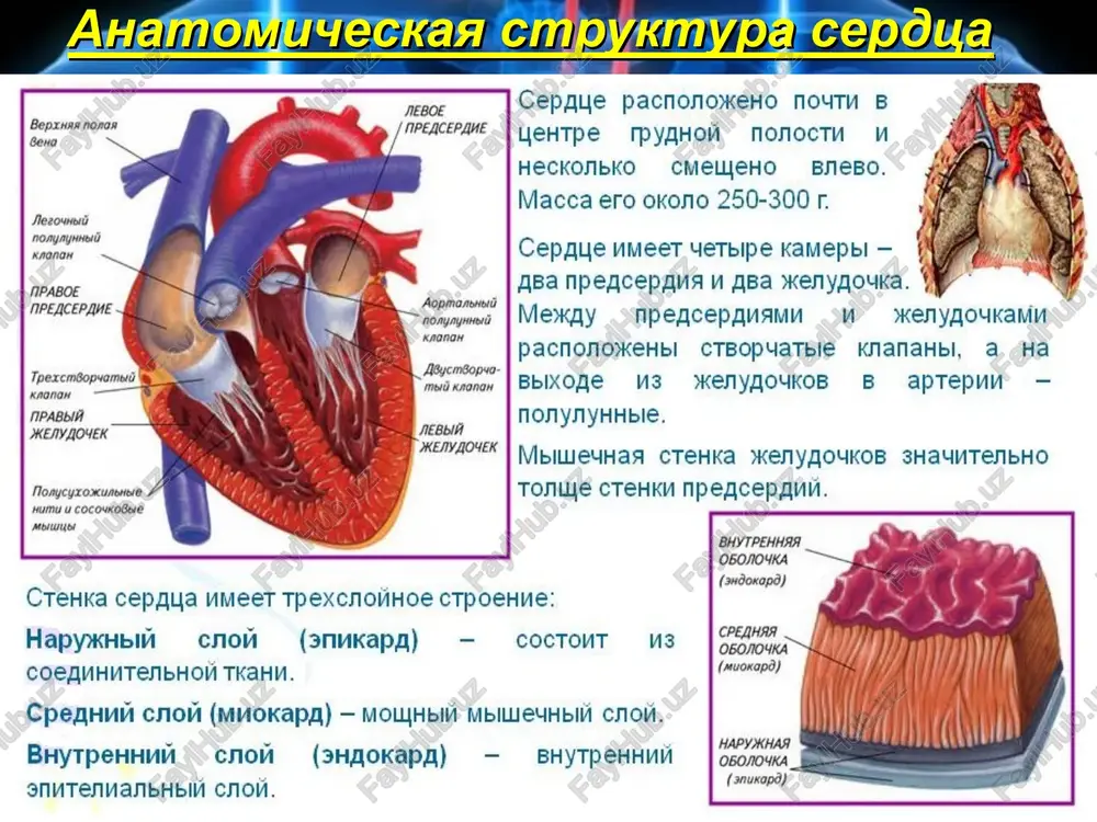 pryajenie, chto privodit k stremitelnomu uvelicheniyu davleniya v jeludochkax. leviy jeludochek bistro priobretaet okrugluyu formu i s siloy udaryaetsya o vnutrennyuyu poverxnost grudnoy stenki. voznikaet eyo kolebanie v 5-m mejrebere sleva na 1 sm knutri ot sredneklyuchichnoy linii – serdechniy tolchok. * s otkritiya polulunnix klapanov nachinaetsya vtoroy period sistoli jeludochkov – period izgnaniya krovi (0,25 s), kotoriy sostoit iz fazi bistrogo (0,12 s) i fazi medlennogo izgnaniya (0,13 s) krovi iz jeludochkov. davlenie v jeludochkax pri etom narastaet: v levom – do 120-130 mm rt. st., a v pravom – do 25 mm rt. st. v kontse fazi medlennogo izgnaniya miokard jeludochkov nachinaet rasslablyatsya, nastupaet ego diastola. diastola jeludochkov pri chastote serdechnix sokrasheniy 75 ud/min dlitsya 0,47 s. pri uvelichenii chastoti sokrasheniy serdtsa prodoljitelnost serdechnogo tsikla umenshaetsya za schet ukorocheniya diastoli, a takje obshey serdechnoy pauzi. * diastola jeludochkov nachinaetsya s protodiastolicheskogo perioda – 0,04 s. v techenie etogo …