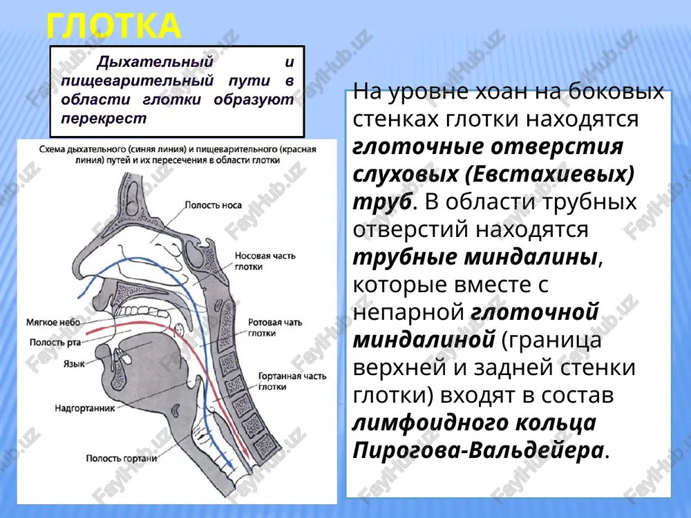 alnie otdeli krupnix sosudov, bifurkatsiyu traxei i glavnie bronxi, bifurkatsionnie limfaticheskie uzli. v zadnem sredostenii, ogranichennom speredi bifurkatsiey traxei i perikardom, a szadi nijnegrudnim otdelom pozvonochnika, raspolojeni pishevod, nisxodyashiy otdel grudnoy aorti, grudnoy limfaticheskiy protok, simpaticheskie i parasimpaticheskie (blujdayushie) nervi, limfaticheskie uzli. blagodaryu za vnimanie! image10.jpeg image11.jpeg image12.png image13.png image14.jpeg image15.png image16.jpeg image17.jpeg image18.jpeg image19.png image20.jpeg image21.jpeg image22.jpeg image23.jpeg image24.jpeg image25.jpeg image26.jpeg image27.png image28.jpeg image29.jpeg image30.jpeg image31.png image32.jpeg image33.png image34.jpeg image35.png image36.png image1.png image6.jpeg image4.jpeg cxema abixatenbhoro (cmhaa amhma) mu nuwyebaputenbhoro (kpachaa awa) nytei v ux nepeceyenua b o6nactu rmotkh abixamenbupiu u nuweeapumenbhbiu mymu e@ o6nacmu 2nomku o6pa3yrom nepexpecm cpe ahaa hocobaa pakobuna nobhas kimhobuahaa nasyxa nasyxa bepxhaa hocobaa pakobuha hmdkhaa hocobaa ——— pakobuha tnotouhoe otbepcthe cnyxobol tpy6bt pe, bua cgoxy ha pa3pe3 nocepeaune bug cnepean konunk haproptahhinika ——— baxpbibaer abixatenbhbim nyte pn rnorakun teno noavaasei4hon koctn unto-nogpasbiyhan nepenonka bepxtnit por lwamtobuahoto xpawya unrosugheii xpauy nocpegune, o6pasya agjamobo aonoko — …